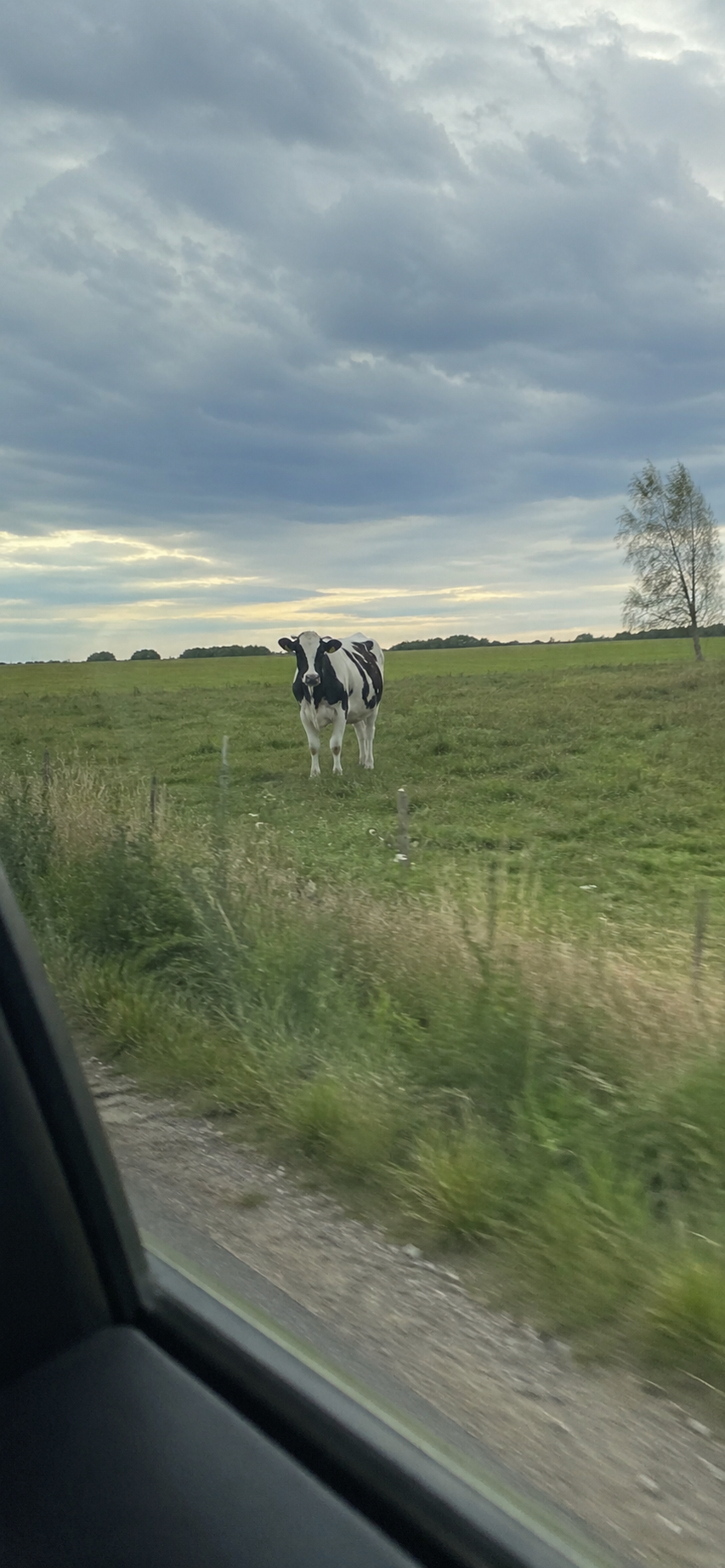 Photo de vache prise avec un iPhone 5s